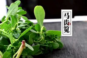 【素食养生】亦食亦药马齿苋，竟有这么好的养生功效！