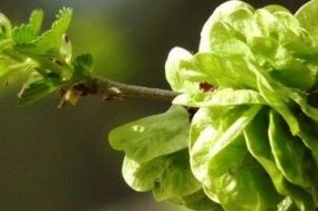 【素食菜谱】这款素食野菜还能这么吃